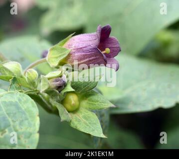 Deadly Nightshade, Atropa bella-donna, has black berries and is a poisonous and medicinal plant. Stock Photo