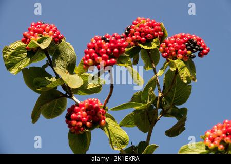 Branch with berries Wayfaring Tree, Viburnum lantana berries Red fruits on branch Stock Photo