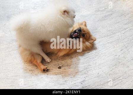 Fighting pomeranian dogs or dwarf spitz on the floor Stock Photo