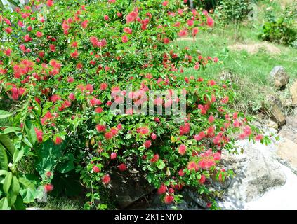 Red Calliandra tergemina emarginata, powder puff plant or Fairy Duster bush Stock Photo