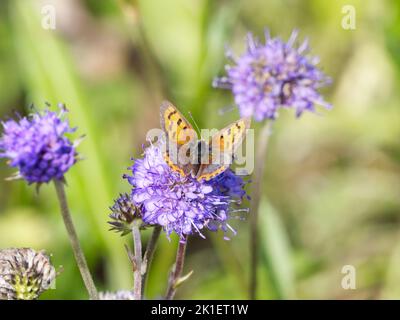 Small Copper butterfly (Lycaena phlaeas) nectaring on Devil's-bit scabious flower. Stock Photo