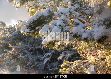 Snow spruce icicle. Winter natural background. The bright sun highlights the fragile icicle. The concept of melting snow, warm spring rays. Snow-cover Stock Photo