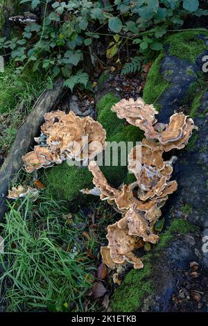 Giant Polypore, Meriplus giganteus Norfolk, October Stock Photo - Alamy