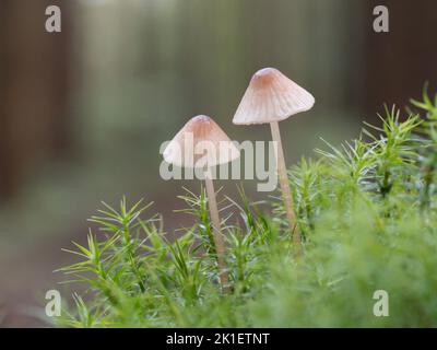 Snapping Bonnet, Mycena vitilis  Norfolk, October Stock Photo