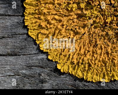 Maritime sunburst lichen, Xanthoria parietina, growing on the groynes  Norfolk, March Stock Photo