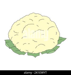 Vector illustration of cauliflower isolated on white background. Cartoon cabbage Stock Vector