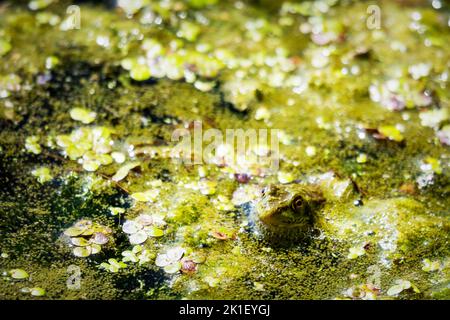 An American Bullfrog sits in the shallows on a Wisconsin Lake on a warm summer day. Stock Photo