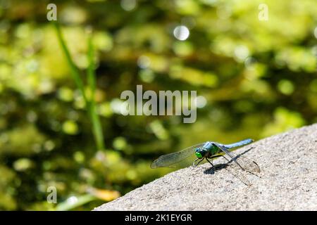 A male blue dasher dragonfly rests lightly on a rock neext to a Wisconsin Lake. Stock Photo