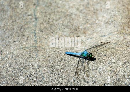 A male blue dasher dragonfly rests lightly on a rock. Stock Photo