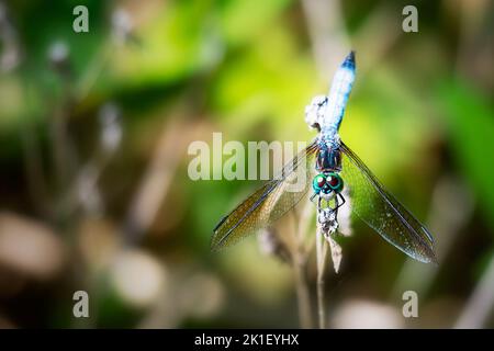 A male blue dasher dragonfly rests lightly on a branch. Stock Photo