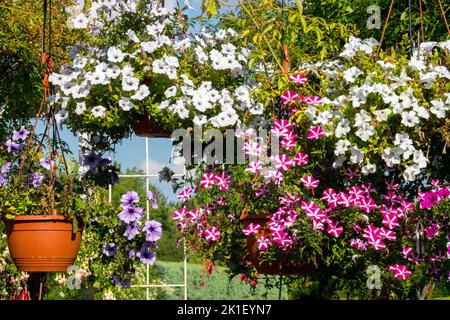 Surfinia petunia hanging, Basket, Late summer, Surfinias, Petunias, Plants Stock Photo