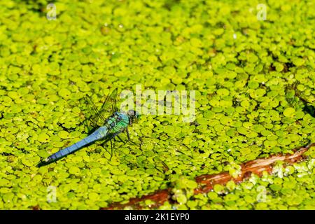A male blue dasher dragonfly rests lightly on a bed of duckweed in the shallows of a Wisconsin Lake. Stock Photo