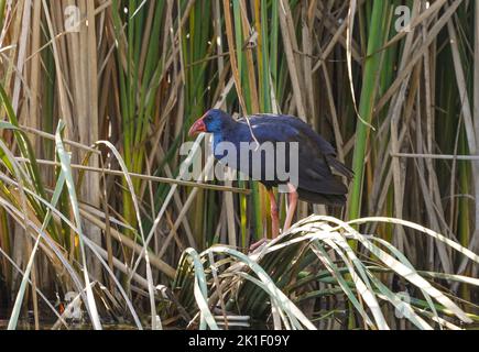 Purple swamphen or Western swamphen, (Porphyrio porphyrio) in a reedbed on a freshwater lake, Andalucia, Spain. Stock Photo
