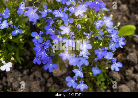 Blue flowers of lobelia in the garden on a flowerbed on a summer day Stock Photo