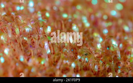 macro pink abrasive scouring pad Stock Photo