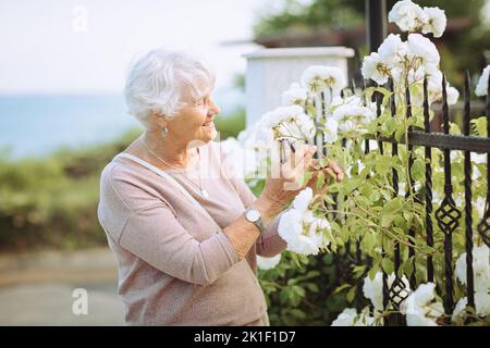 Elderly woman admiring beautiful bushes with colorful roses. Stock Photo