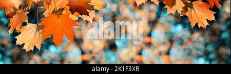 Autumn color leaves on the branches. Fall banner Stock Photo