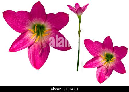 The red and pink rain lily flowers have yellow pistils with green flower stalks, isolated on a white background Stock Photo