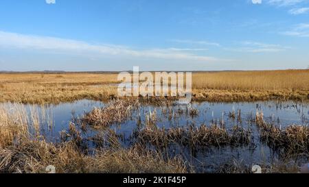 The swamp lands in Upper Silesia, Poland. Stock Photo