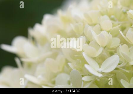 Hydrangea white flowers, close up photo with selective focus Stock Photo