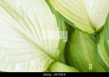 hosta plant fragment closeup in a decorative formal garden Stock Photo