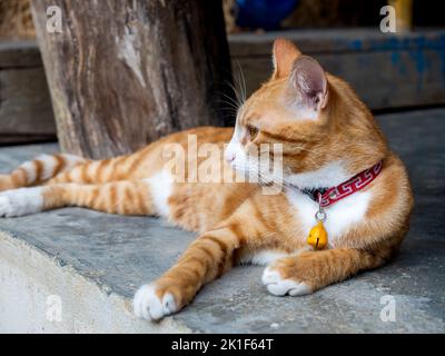 Close-up portrait of cute lazy young ginger cat looking out while relaxing lying on concrete ground floor. Stock Photo