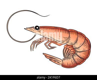 Cute small shrimp sea cartoon animal delicacy food vector illustration isolated on white background Stock Vector