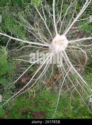 Large tree broken in half in  the Arwen storm Stock Photo