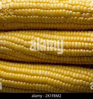 close-up abstract of corn or maize, popular starchy vegetable full frame background Stock Photo