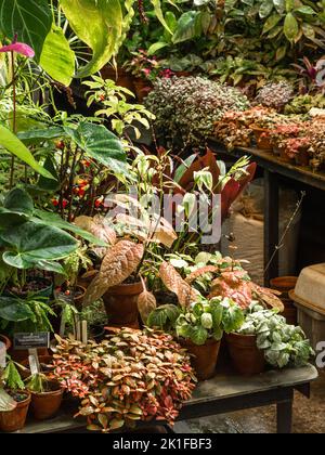 Many different plants in flower pots in drops of water for growing for sale supplier concept. Nature background. Many leaves. Stock Photo