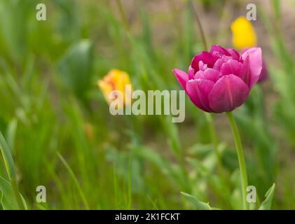 Burgundy lush tulip. Pink tulips in a flower bed. Double Flowering Tulips. Nightwatch Tulip Double Late Midnight Magic. Flowerbed in the garden. Beautiful spring flowers. Floral background. Gardening Stock Photo