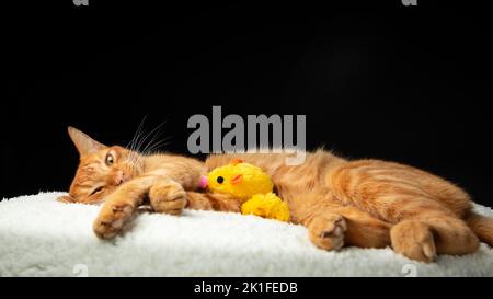 A cute ginger cat lying on snow against a black background Stock Photo