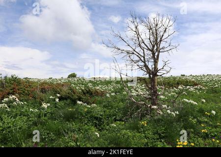 Lonely dried tree on meadow on Lago-Naki plateau in summer, Adygea Stock Photo