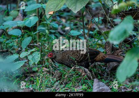 Khalij Pheasant of Himalayan Foothills photographed in Manas National Park. This photograph can be very well used for any editorial or busines purpose Stock Photo