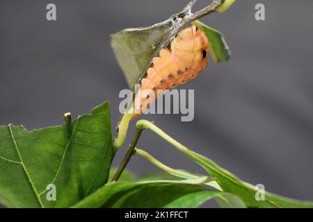 Spicebush Swallowtail (Papilio troilus) changing to chrysalis on stem Stock Photo