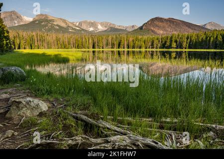 Tall Grasses Grow On The Edge of Bierstadt Lake in Rocky Mountain National Park Stock Photo