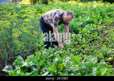 man farmer working in estate garden Stock Photo