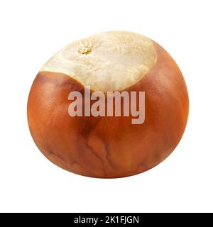 1 Chestnut on isolated on white background Stock Photo