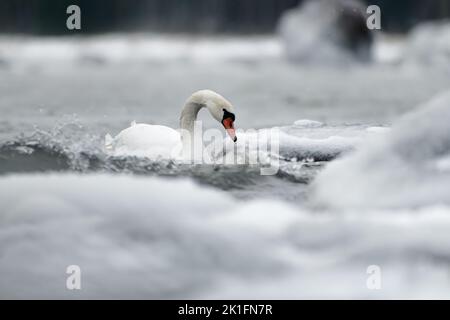 Mute swans swimming in the ice cold water between icy and snow covered rocks and splashing waves in the Baltic Sea. Stock Photo