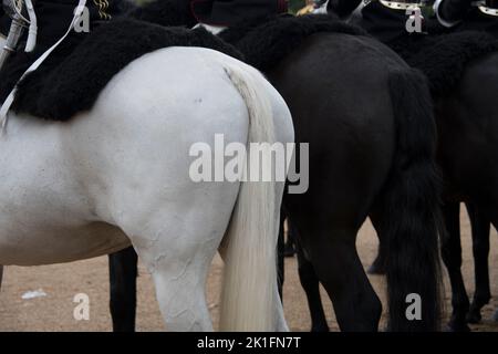 Policemen on horses prepare to for the funerals of the Queen on the 19th October 2022 in London Stock Photo