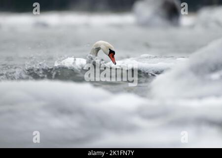 Mute swans swimming in the ice cold water between icy and snow covered rocks and splashing waves in the Baltic Sea. Stock Photo