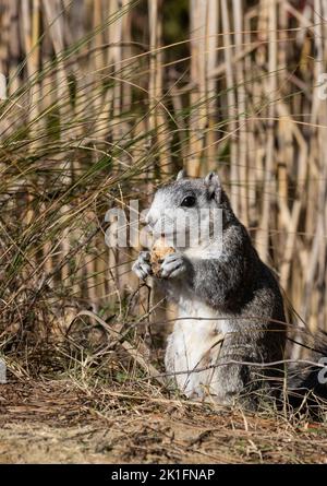 Delmarva Fox Squirrel (Sciurus niger cinereus) Stock Photo