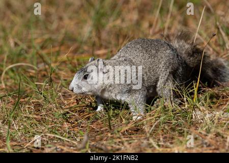 Delmarva Fox Squirrel (Sciurus niger cinereus) Stock Photo