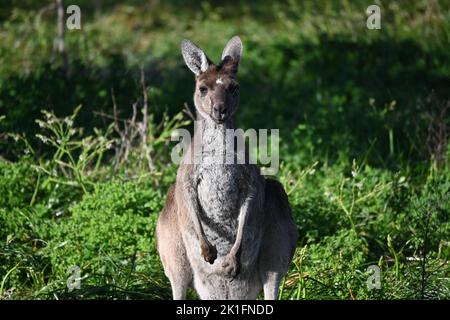 Kangaroo looking into camera Stock Photo