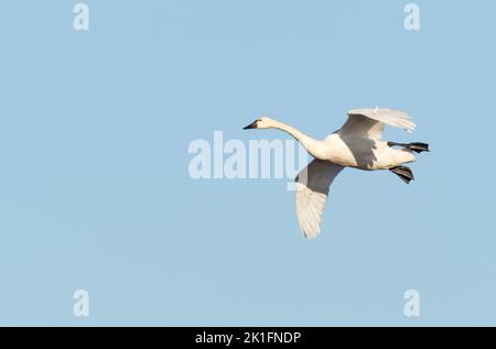 Tundra Swan (Cygnus columbianus) in flight Stock Photo