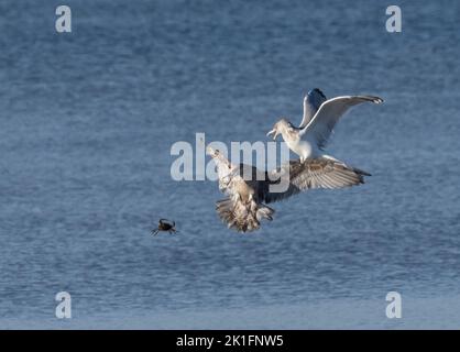 Adult Herring Gull (Larus argentatus) attempts to steal small crab from juvenile Herring Gull Stock Photo