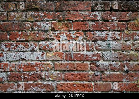 Old red brick weathered wall in close up with many vine eye holes and missing mortar, covered with algae and lichens that could be used as a backgroun Stock Photo