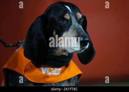 September 17, 2022: Tennessee Volunteers mascot Smokey during the NCAA football game between the University of Tennessee Volunteers and the University of Akron Zips at Neyland Stadium in Knoxville TN Tim Gangloff/CSM Stock Photo