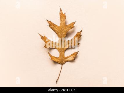 Beautiful autumn textured leaf background. Dry orange yellow leaf on beige background. Autumn, fall, halloween, thanksgiving day, back to school Stock Photo
