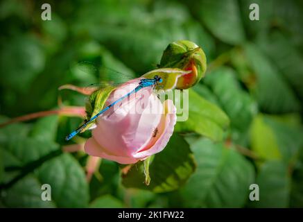 Common Blue Damselfly on rose bud, which has ants on,  in Bristol, UK Stock Photo